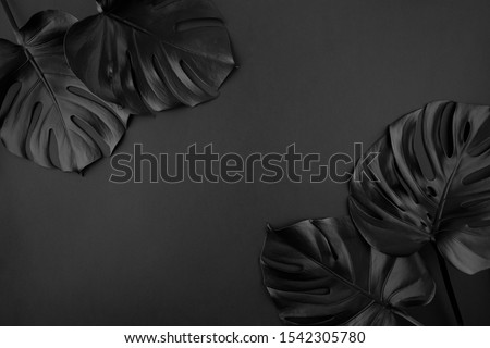 Black shiny monstera leaves creative layout border frame dark paper background flatlay. Room for text, copy, lettering. Black Friday poster template. Unusual artistic luxurious cosmetics concept. Royalty-Free Stock Photo #1542305780