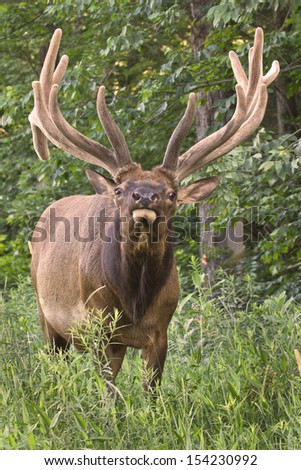 Bull Elk in Velvet - Photograph taken in Elk County, Elk State Forest, Benezette, Pennsylvania