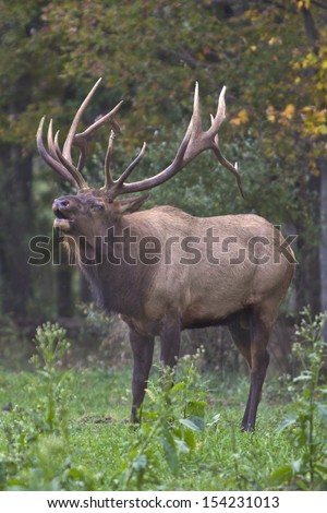 Bugling Bull  Elk - Photograph taken in Elk County, Elk State Forest, Benezette, Pennsylvania