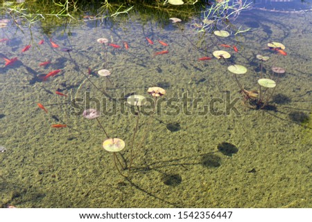 red fish swim in a lake in Israel