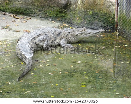 Aligator Crocodile Resting in the Sun at the Zoo