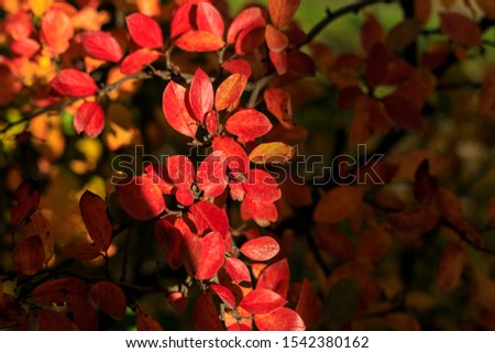 Bush with red leaves on a dark background. Autumnal park on a sunny day. Autumn vibes scene. Selective focus photography. 
