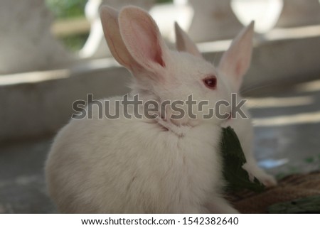 Beautiful pet rabbit photography at home