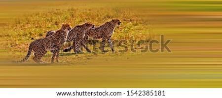 Cheetah in the African steppe