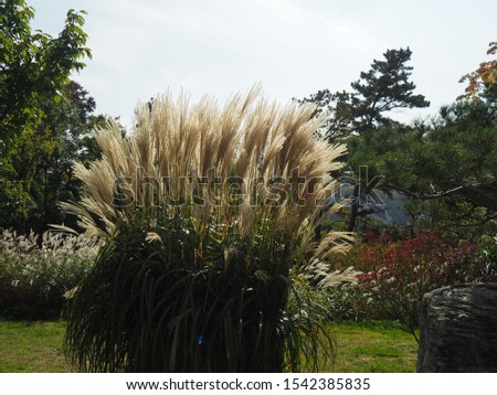 Miscanthus sinensis, the maiden silvergrass, is a species of flowering plant in the grass family Poaceae, native to eastern Asia throughout most of China, Japan, Taiwan and Korea.
