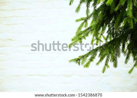 Fir tree branches on white brick wall background