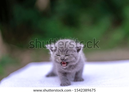 Scottish Folded Kitten In behavior, walking, playing, sitting and lying. Suitable for people who like the cute cat.