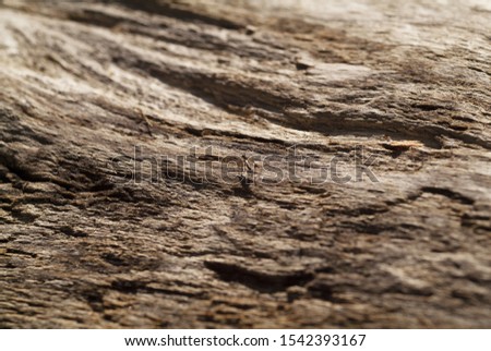 A mosquito walks along a piece of wood.