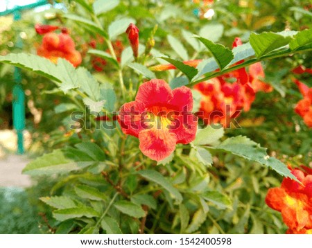 A picture of colorfull flowers