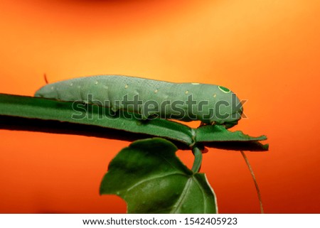 A large green caterpillar eating a branch