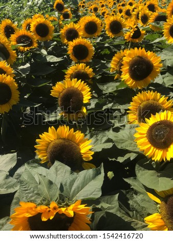 Bright sunflowers are blooming in the summer,sunflowers under sunshine look like smile faces,sunflowers filled on the farm