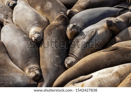 seals on the California coast USA