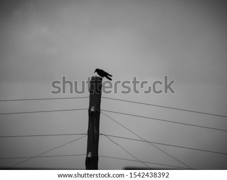 A crow sits on a power line pole in the rain. Gloomy black and white photo evokes fear and horror. The picture is similar to the apocalypse.