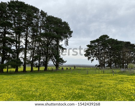 Scenery on a farm in kangaroo island Australia with green grass fields. Canola yellow fields