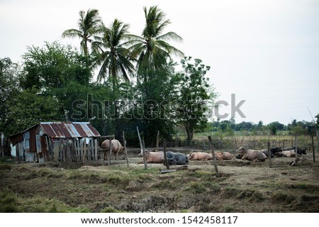A white buffalo or albino buffalo in Thai farm. Cute animal looking to camera. Concept of agrotourism in thailand
