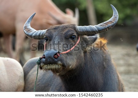 thai buffalo portrait  , Close up portrait