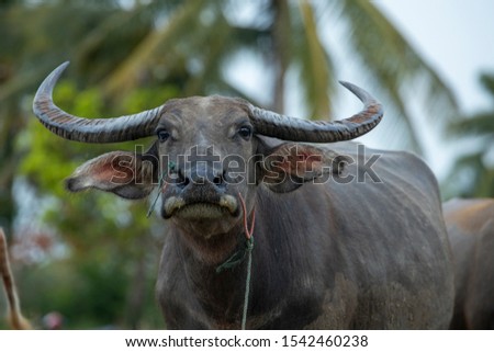 thai buffalo portrait  , Close up portrait