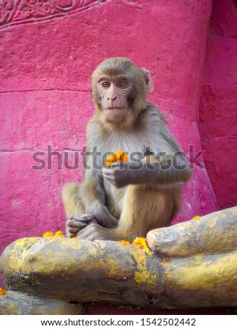 A monkey holding a marigold flower with a pink background on the entrance of Swayambhunath monkey temple in Kathmandu 