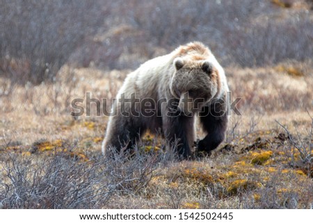 Grizzly Bear [ursus arctos horribilis] in the mountain in Denali National Park in Alaska United States