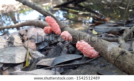 Picture of shellfish placed on a branch