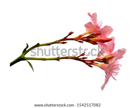 Nerium Oleander flower isolated on white background. Nerium indicum Mill for flower frame or other decoration
