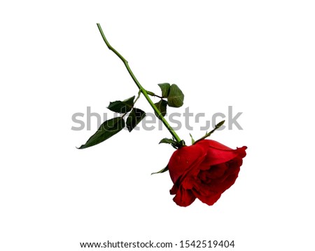 Red rose flower isolated on white background. Beautiful roses for flower frame or other decoration