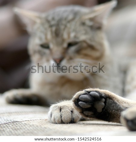 Sad tabby cat lying on a soft sofa outdoors and resting with paw in focus