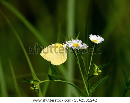 A Eurema hecabe mandarina butterfly feeds from a white daisy. This bright butterfly is a Japanese subspecies of the common grass yellow butterfly found elsewhere in the world.