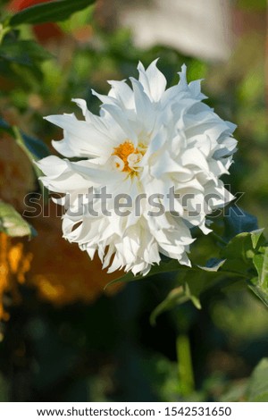 Dahlia variety  White perfection  in garden. Scientific name is Dahlia. 