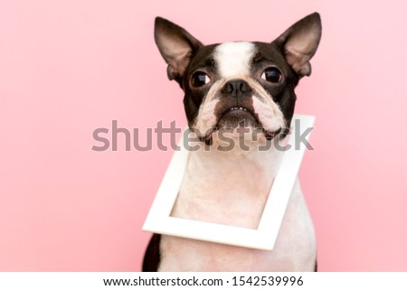 Portrait of a Boston Terrier dog wearing a white wooden frame around his neck.