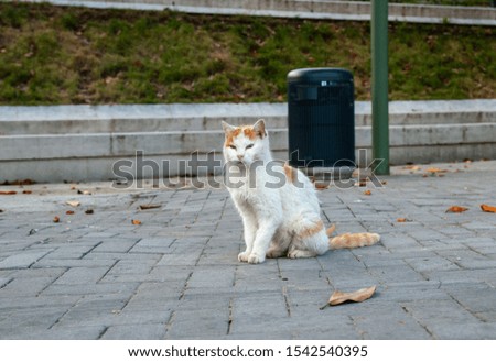 Wild white red cat at Verona streets. Italy