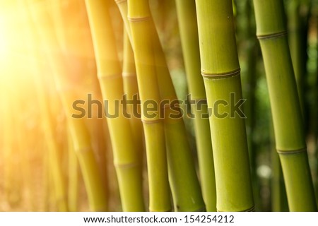 Bamboo green forest background 