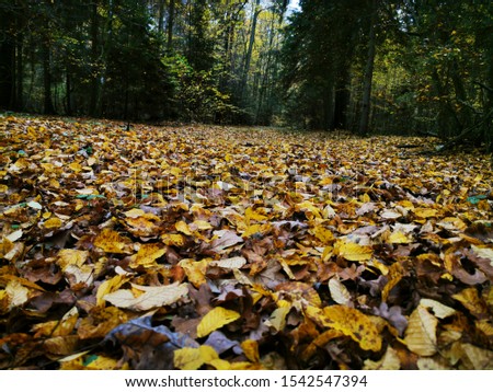 Autumn leaves Close up. Fall Forest trees. Nature background. Yellow maple leaf. Colorful autumn leaves background. Colorful fall scene. Oak tree photo. 