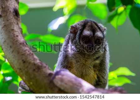 cute closeup portrait of a grey handed night monkey, nocturnal primate, vulnerable animal specie from South America