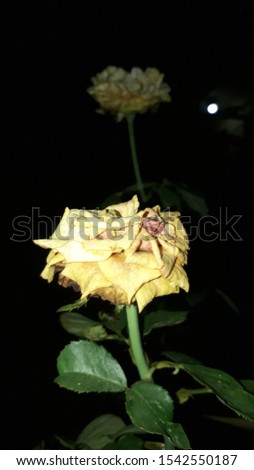 beautiful yellow roses at Night

