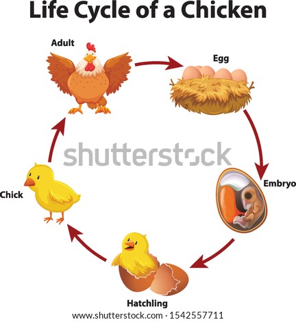 Diagram showing life cycle of chicken illustration