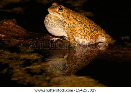 Male olive toad (Amietophrynus garmani) calling during the night, South Africa 
