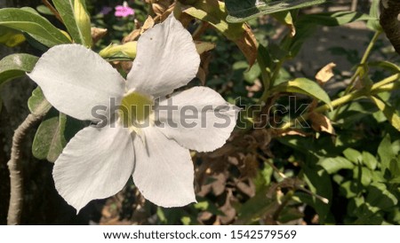 white flowers that bloom in summer that grow in the garden