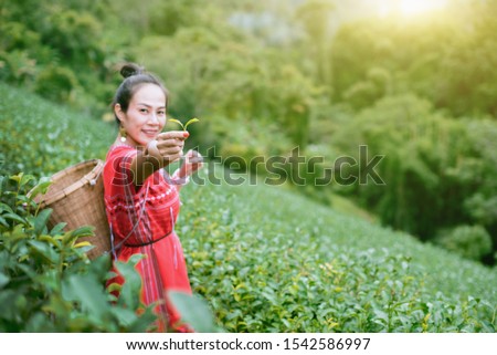 Hill tribe Asian woman in traditional clothes collecting tea leaves with basket at Mae Salong Mountain, Mae Chan, Chiang Rai, Thailand with Choui Fong tea plantation background. - Image Royalty-Free Stock Photo #1542586997