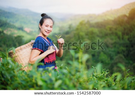 Hill tribe Asian woman in traditional clothes collecting tea leaves with basket at Mae Salong Mountain, Mae Chan, Chiang Rai, Thailand with Choui Fong tea plantation background. - Image Royalty-Free Stock Photo #1542587000
