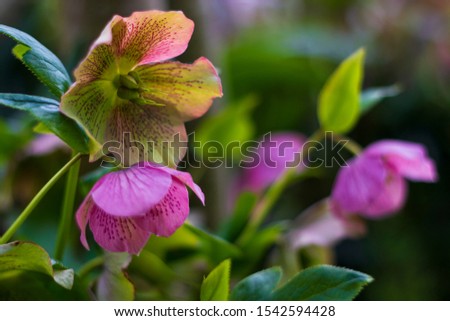 Pink Hellebore (Helleborus niger) flowers in the garden