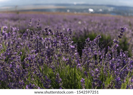 Fields of blooming lavender in the central Crimea