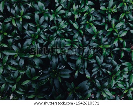 Natural green color background picture