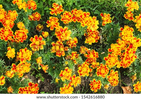 The background is of a beautiful yellow-orange flowers of calendula marigolds growing in the garden