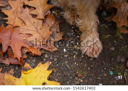 a dog is sitting next  to leaves that got their brown colors from autumn