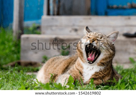Charming and expressive images of a tabby cat yawning,