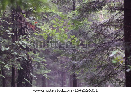 Beautiful forest in Rymanuv Zdruj, Poland