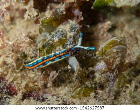 Underwater shoot of Thuridilla hopei - Sacoglossan sea slug from Mediterranean sea