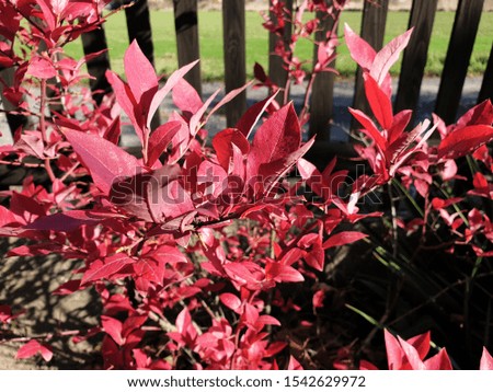 Red autumn leaves of plants in a garden 