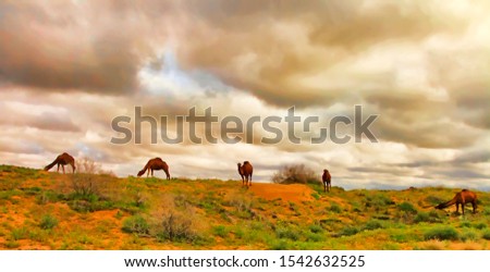 Turkmenistan, camels graze in the Karakum desert.  The desert occupies 70% of the area of Turkmenistan.
